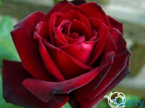 Роза баркароле чайно-гибридная, топалович, фотография 1