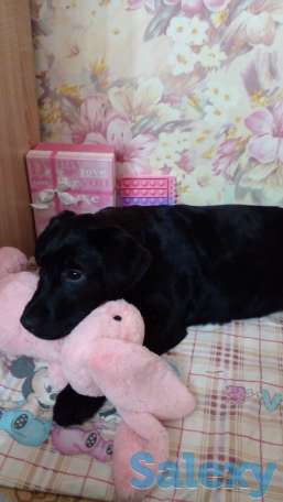 Продам щенков лабрадора ретривера, фотография 4