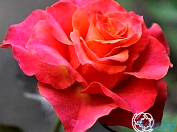 Роза апачи, топалович, фотография 1