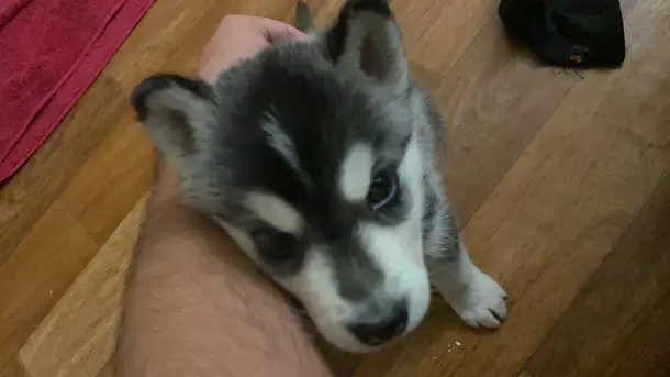 продам породистого сибирского хаски, фотография 1