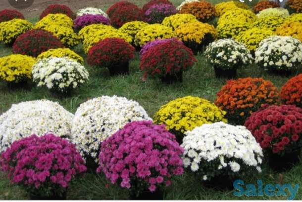 Цветы Хризантема Мультифлора, фотография 1