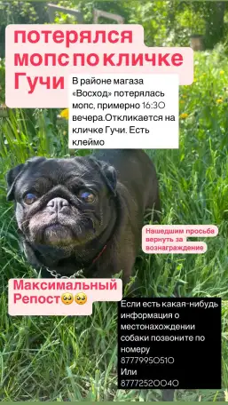 Помогите вернуть собаку, фотография 1