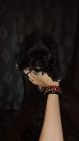 продам щенят пикинесы 1 мальчик 1 девочка рожденые 28 в ночь на 29 июля, фотография 1