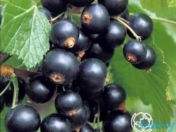 Смородина Гулливер черная, фотография 1