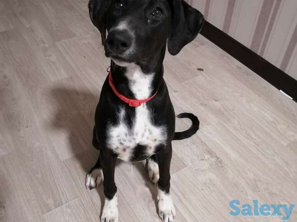 Отдам в добрые руки, фотография 1