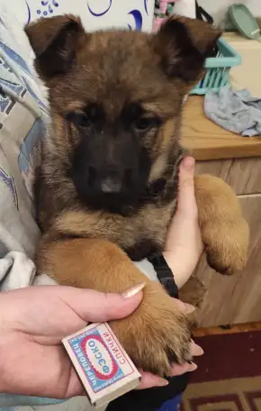 Щенки 100 немецкой овчарки, фотография 8