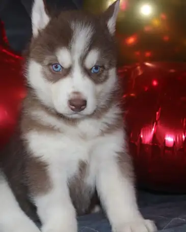 Щенки Сибирской Хаски, фотография 3