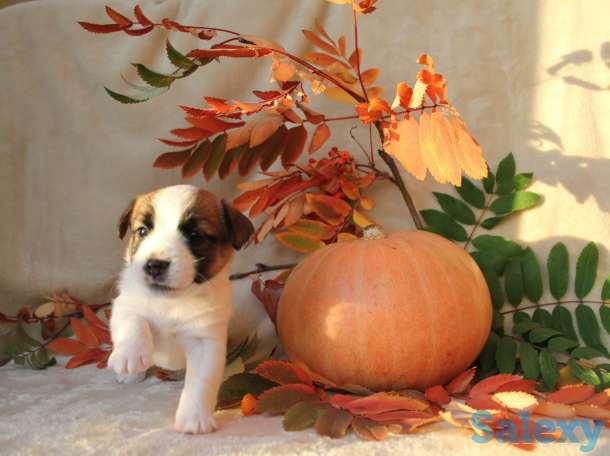 щенки джек рассела, фотография 3