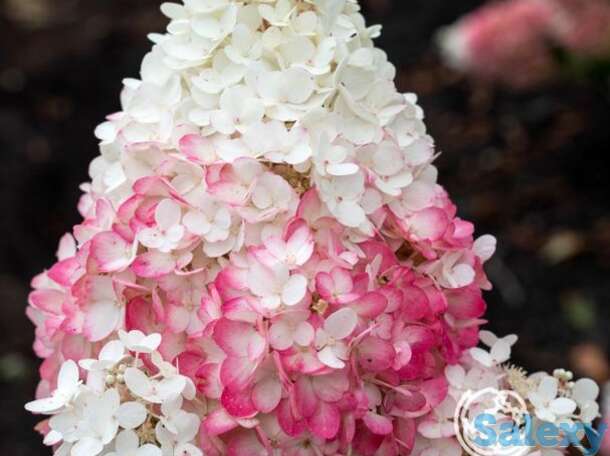 Гортензия строуберри блоссом, фотография 1