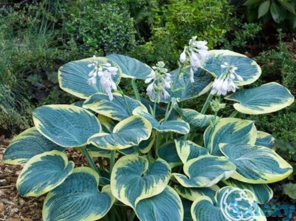 Хоста шуга дедди (m), фотография 1