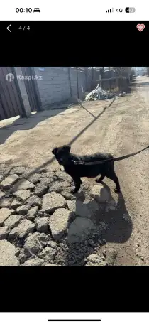 Лобрадор 6месяцев, фотография 3