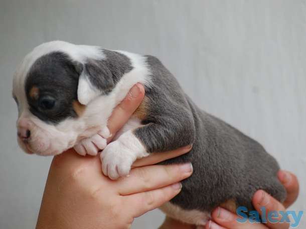 Белоснежки, фотография 1