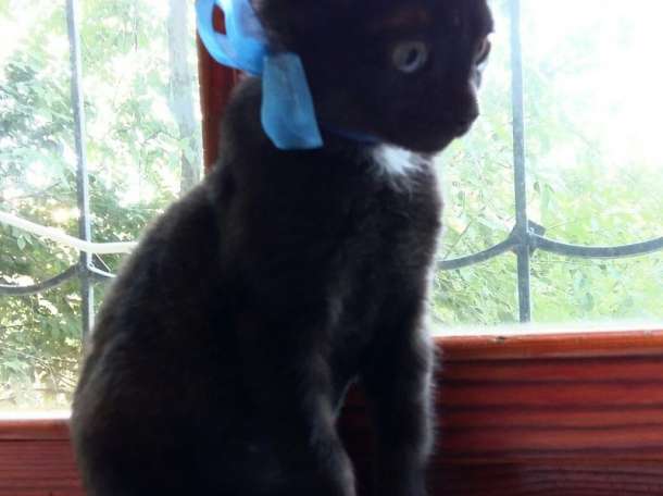 Мишка ищет свою сеью, фотография 2