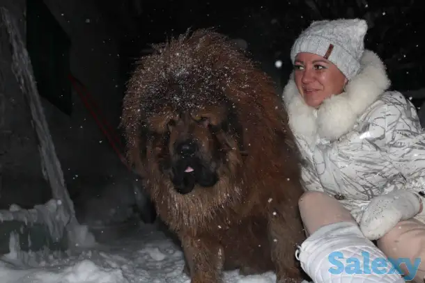 Продам щенков тибетский мастиф, фотография 4