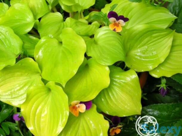 Хоста пост ит (m), фотография 1