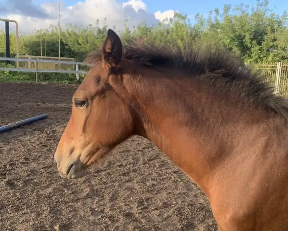 Продается полукровная донская кобылка, фотография 4