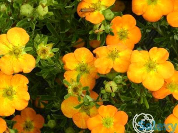 Лапчатка белла сол, фотография 1