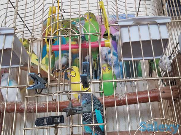 Продам волнистых попугайчиков, фотография 1