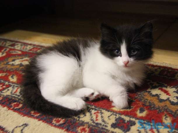 Отдам котят в хорошие руки, фотография 1