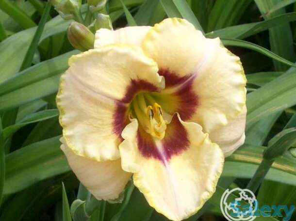 Лилейник Кастед Кэнди, фотография 1