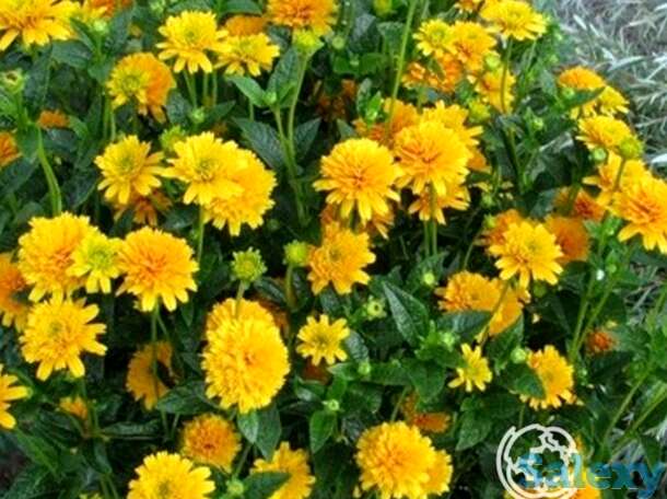 Гелиопсис (солнечник) Асахи, фотография 1