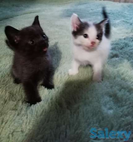 отдам  в добрые руки, фотография 1