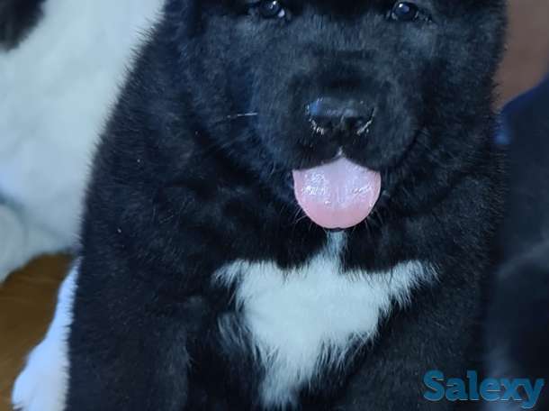 Щенки американской акиты, фотография 6