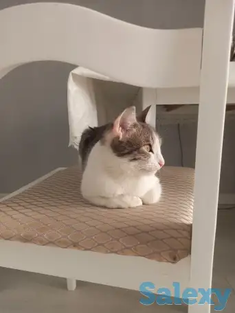 Отдам котенка в добрые руки, фотография 3