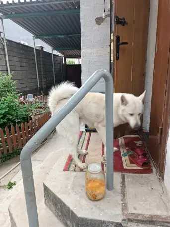 Породистая Лайка, 3 года, фотография 4