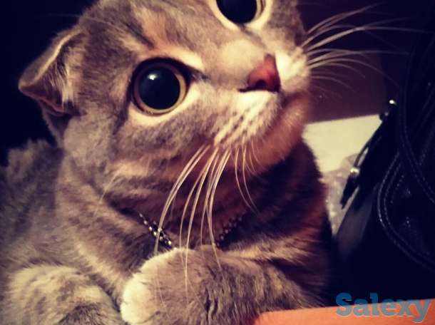 Отдам кошечку, фотография 1