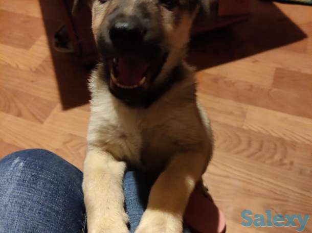 Отдадим щенка в частный дом, фотография 1