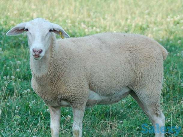 Племенные овцы Лакон (скот из Европы класса Элита и Элита Рекорд), фотография 5