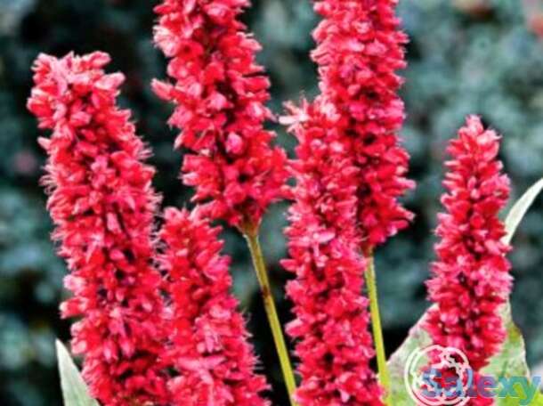 Горец змеиный фэт домино, фотография 1