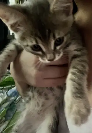 Котенок 2 месяца в добрые руки, фотография 3