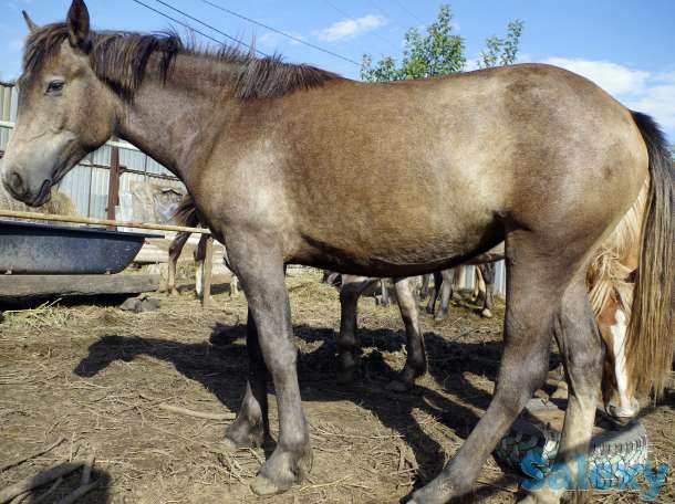 Лошади, конина, фотография 4