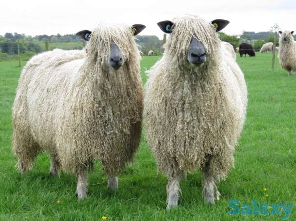 Племенные овцы Линкольн (скот из Европы класса Элита и Элита Рекорд), фотография 4