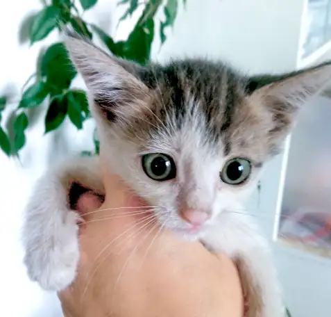 Дерзкий крысолов ищет свой дом!, фотография 2