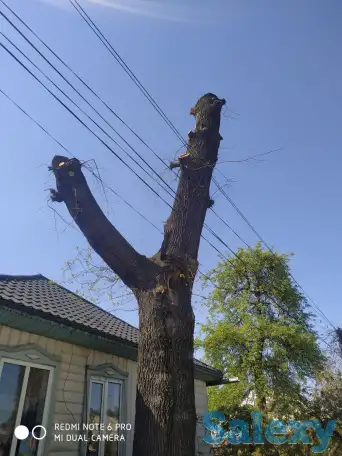 Спил деревьев по городу Алматы и Алматинской области, фотография 3