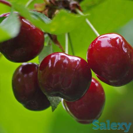 Саженец вишни 