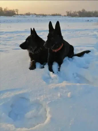 Щенки немецкой овчарки черного окраса, фотография 4