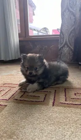 Шпиц- мальчик, фотография 1