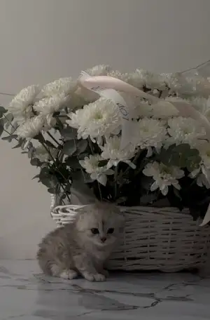 Шотландские чистокровные котята, котенок  редкие окрасы, фотография 3