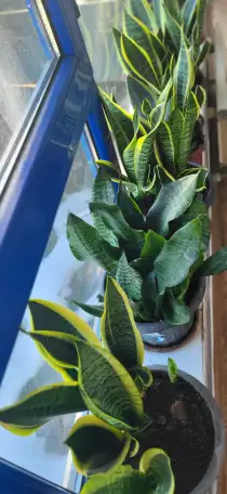 Продам Сансевиерию, фотография 8