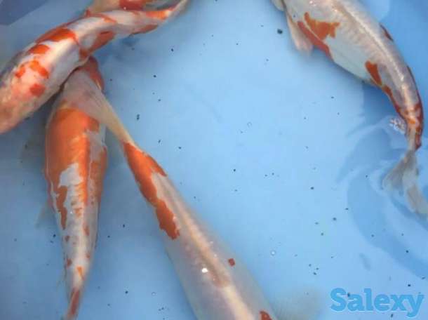 Карпы коя- питомник, фотография 5