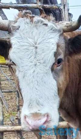 Продам большую корову, фотография 2