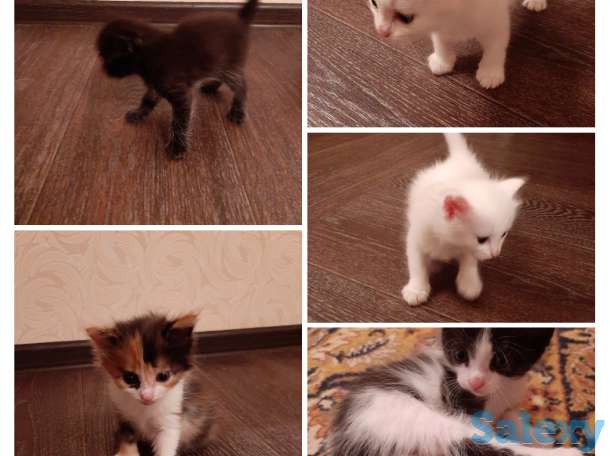 Отдам котят, фотография 1