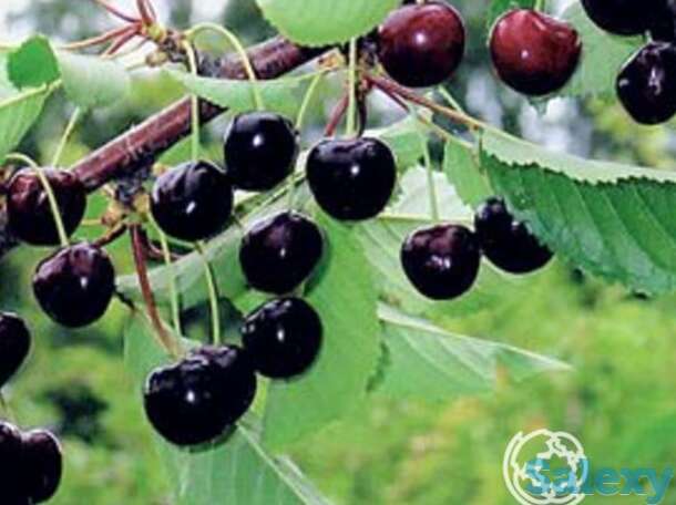 Черешня орловская фея, фотография 1