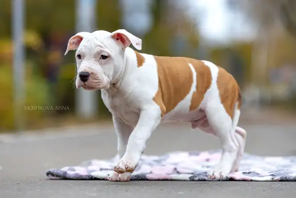 Американский стаффордширский терьер щенки продажа, фотография 7