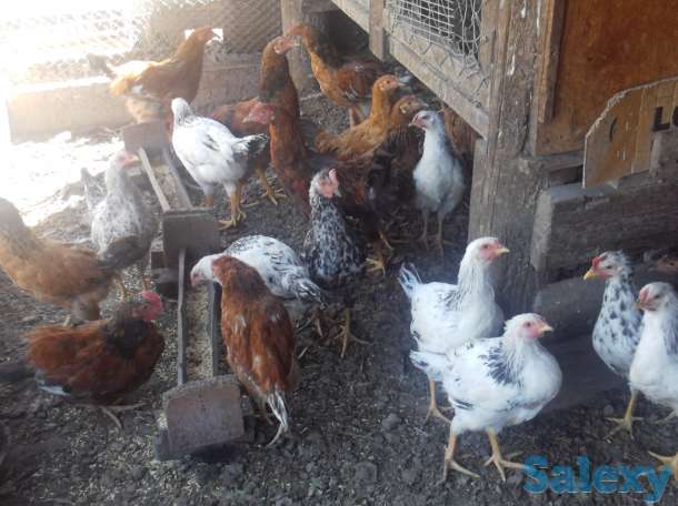 продам цыплят пор кучинские -первомайка 4 месяца, фотография 1
