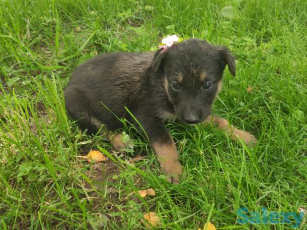 Щенки овчарки, фотография 2